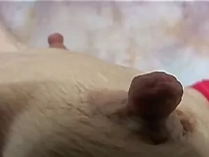 लाल सिर वाला सौंदर्य ...